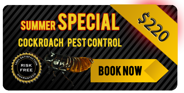 Summer special gold coast and tweed pest inspection